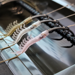 "The Shrimp" Blowback Rigs - Korda N Trap